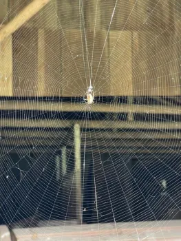 Orb weaver, author photo.