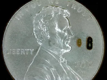 A larger female and smaller male ISHB on a penny to show their tiny size