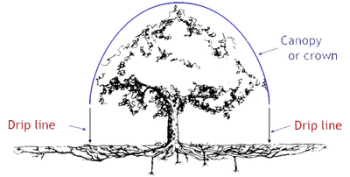 Tree canopy illustration.