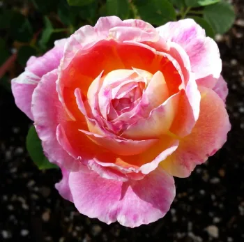 pink yellow cream striped rose
