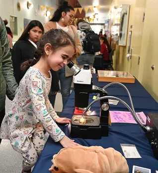 At the 13th annual UC Davis Biodiversity Museum Day, held Feb. 10, 2024, youngsters delighted in seeing specimens through microscops. Here is Margo Rubin, 5, at the Bohart Museum of Entomology. (Photo by Kathy Keatley Garvey)