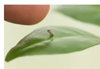 Asian citrus psyllid is small compared to an human finger tip.