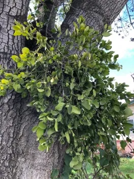 Mistletoe growing on a Raywood ash tree, Anne Schellman.