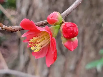 Flowering quince. Jeanette Alosi