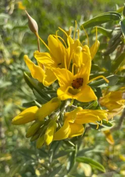 Bladderpod (Peritoma arborea)