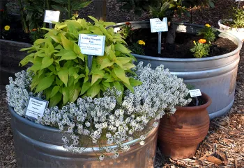 Herbs in planters