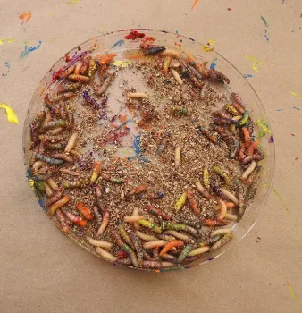 Colorful maggots. Numerous non-toxic, water-based paints are used to create maggot art. (Photo by Kathy Keatley Garvey)