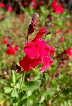 An example of Salvia greggii.