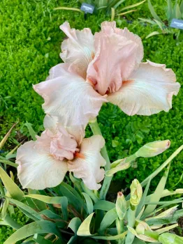 This January-blooming Cameo Blush iris is in the John Weiler Memorial Iris Garden at the Clovis Botanical Garden. (Photo: Jeannette Warnert)