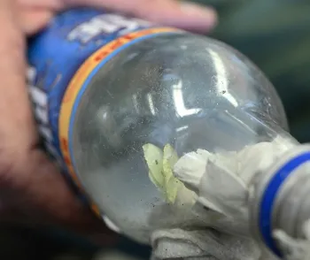 The cabbage white butterfly, Pieris rapae, spreads its wings. (Photo by Kathy Keatley Garvey)