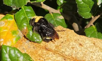 The yellow-faced bumble bee, Bombus vosnesenzkii, on an oak leaf at the Glen Cove Waterfront Park, as photographed on Jan. 11 by Michael Kwong.