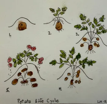 Illustration of the potato growing cycle.