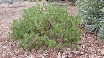 Manzanita Howard McMinn. Jeanette Alosi