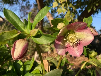 Lenten rose blooms early in Fresno County. Enjoy now! (Photo: Jeannette Warnert)