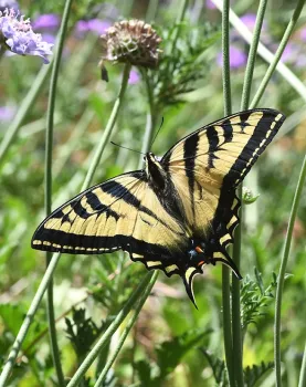Western tiger swallowtail at the UC Davis Arboretum and Public Garden. (Photo by Kathy Keatley Garvey)