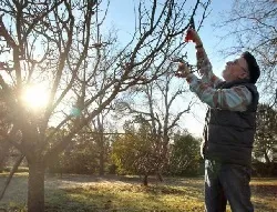 Dr. Allan Bernstein prunes an apple tree in the yard of his Sebastopol home. Christopher Chung The Press Democrat