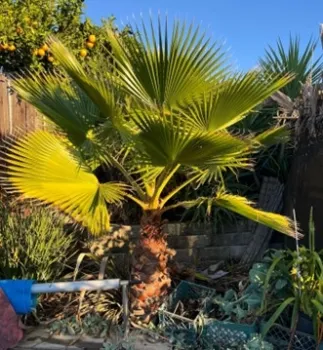 Washingtonia robusta. photos by Tina Saravia
