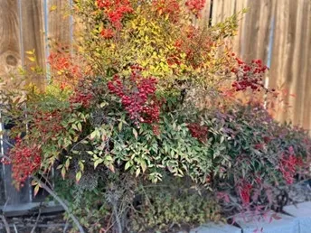Nandina domestica