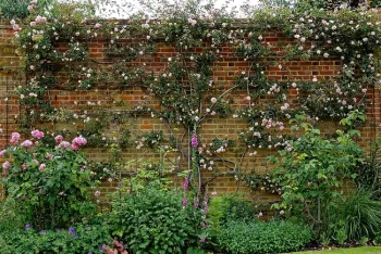 Climbing rose against brick wall