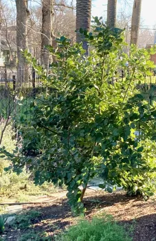 Photo of a California bay laurel tree.