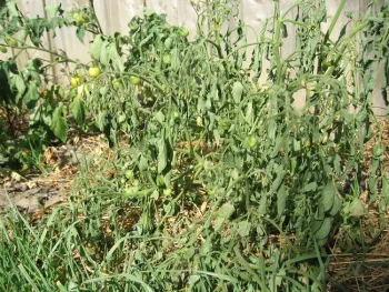 Wilted tomato plants in front of a wooden fence.