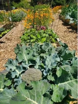 A healthy garden bed combining a variety of flowers and vegetables