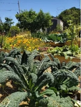 Phot of spring flowers and vegetables happily coexisting in the garden