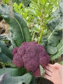 Photo of Purple cauliflower and fava beans