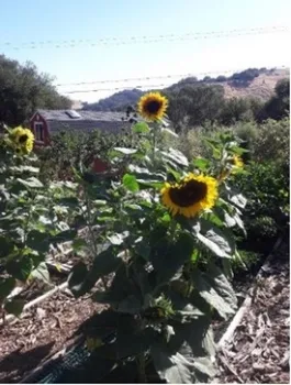 Photo of sunflowers