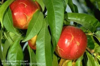 Scarring of nectarine fruit caused by western flower thrips. Jack Kelly Clark, UC IPM Project