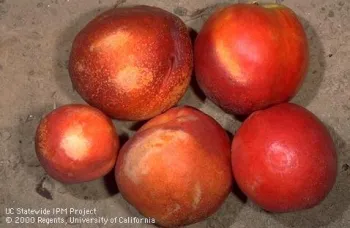 Nectarines with different degrees of surface mottling or silvering caused by thrips feeding on surface of ripe fruit. Jack Kelly Clark, UC IPM Project