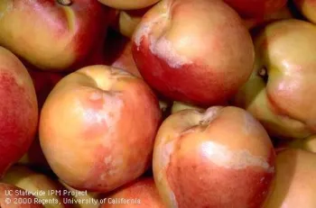 Nectarines damaged by western flower thrips. Jack Kelly Clark, UC IPM Project