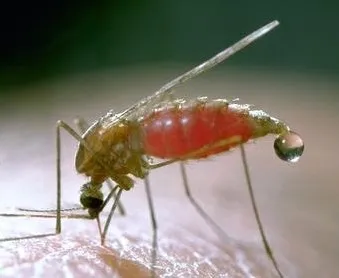 Photo of an adult western malaria mosquito.