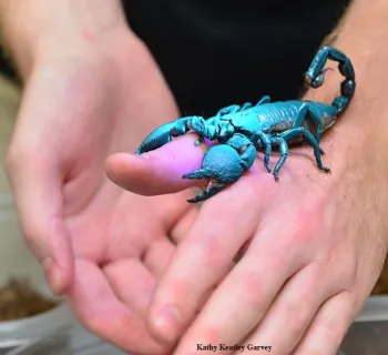 A scorpion fluoresces under ultraviolet (UV) light. See them at the Bohart Museum of Entomology during UC Davis Biodiversity Museum Day. (Photo by Kathy Keatley Garvey)