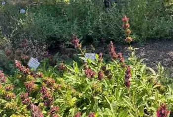 Hummingbird sage (S. spathacea) grows along with other drought-tolerant plants in the Summer Dry Garden in the Master Gardeners' Demonstration Garden