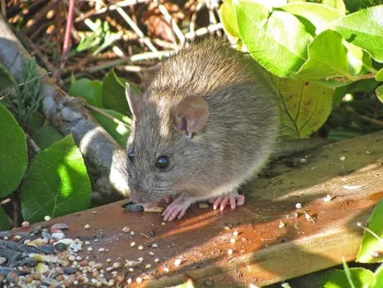 Norway rat (Phtoto: CC BY-SA 4.0 via Wikimedia Commons)