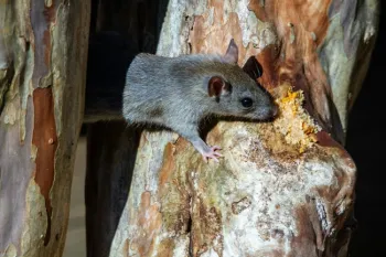A rat on a tree trunk.