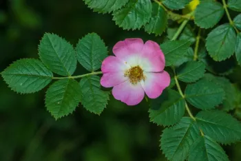 CA wild rose, Calscape.