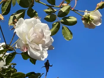 China rose, Rosa chinensis, author photo.