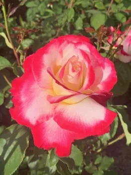 'Double Delight', Hybrid Tea Rose, Walt Cooley.