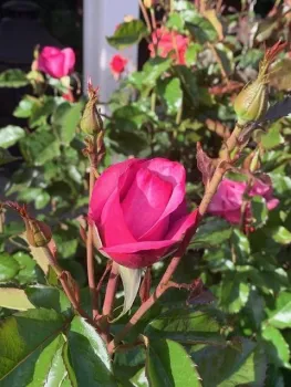'Fragrant Cloud' hybrid tea rose, Walt Cooley.