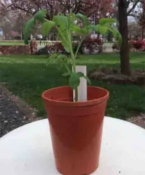 A transplanted tomato start. Randy Swett