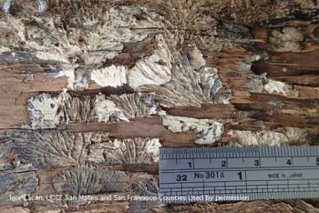 Mycelial fans of Armillaria Igor Lacan