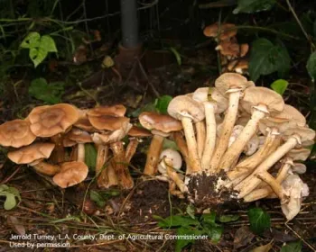 Armillaria mushrooms Jerrold Turney, UC IPM