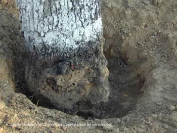 Photo showing root crown excavation that removes soil over the root flare and that has been effective in slowing development of Armillaria root rot.