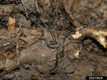 5507809 Armillaria root rot rhizomorphs on outside of crown by Bruce Watt, University of Maine, Bugwood.org