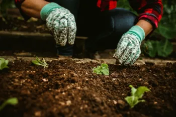 It's time to start working in the vegetable garden. (Photo: Helena Lopes via Pexels)