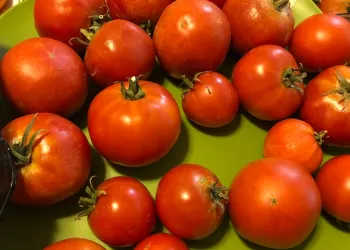 Photo of Bush Early Girl tomatoes.