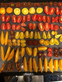 Photos of dehydrating tomatoes.