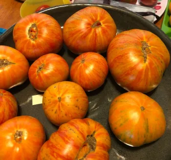 Photo of a bowl of Benevento tomatoes.